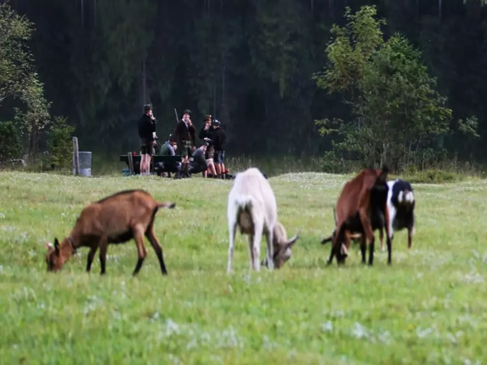 Maryland City Is Now Using Goats As Lawnmowers