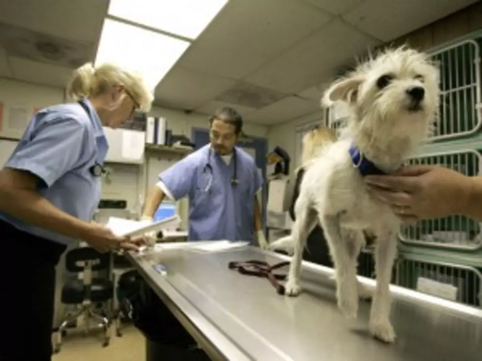 Getting a Flu Shot? Don&#8217;t Forget Your Dog &#8212; Health Check [VIDEO]