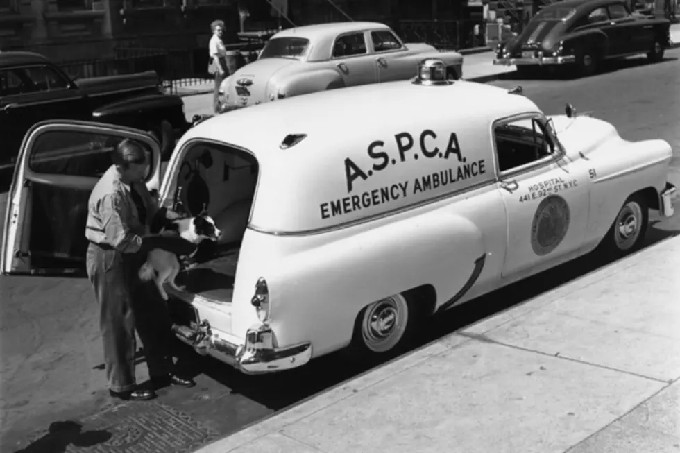 This Day in History for April 10 &#8211; ASPCA Founded and More