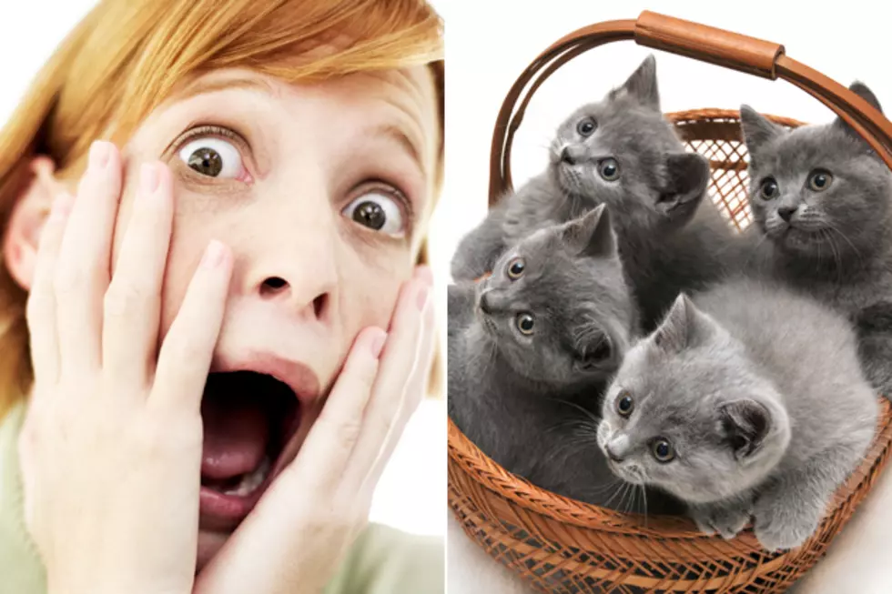10 Adorable Videos to Cure Cat-Phobics