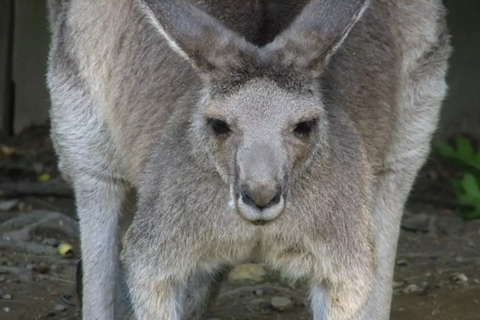 What’s The Real Story Behind the Term ‘Kangaroo Court?’