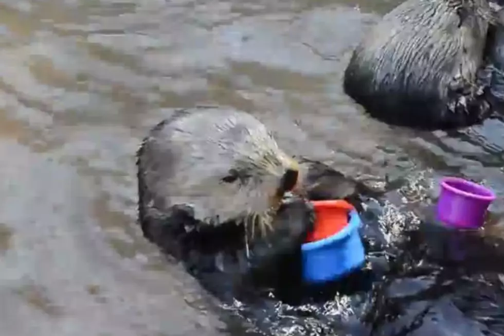 Watch This Right Now: Cute Video of Sea Otter Stacking Cups [FBHW]