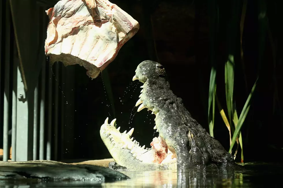 Animal Planet is Bringing Back The Crocodile Hunter!