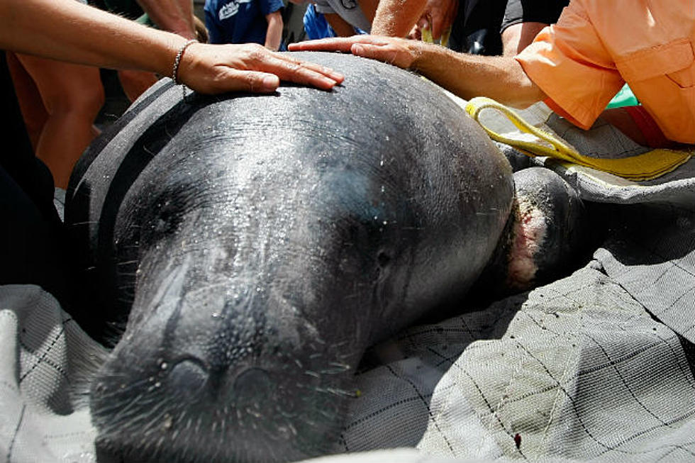 Free Beer, Hot Wings and Zane Love Manatees — Do You? [FBHW]