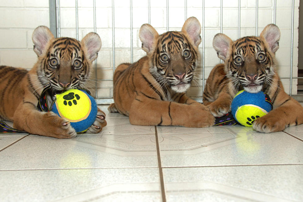 You Can Now Go Swimming With Tiger Cubs