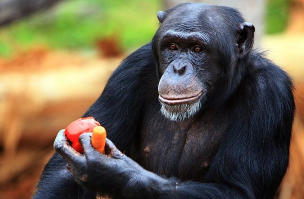 Apes Have Midlife Crises Too, They Just Don&#8217;t Buy Sports Cars