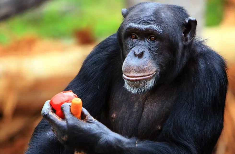 Apes Have Midlife Crises Too, They Just Don’t Buy Sports Cars