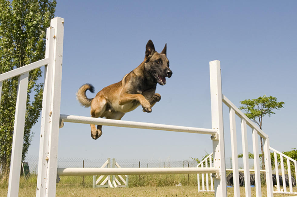 Create a Dog Agility Course in Your Backyard or Garden