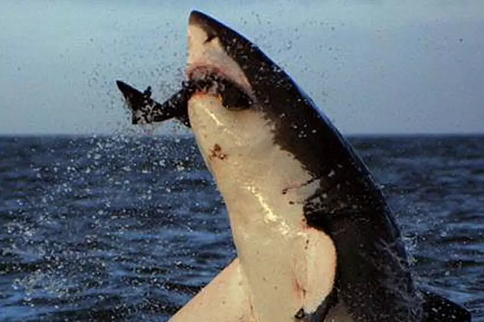 Does the possibility of sharks at the Jersey Shore scare you?