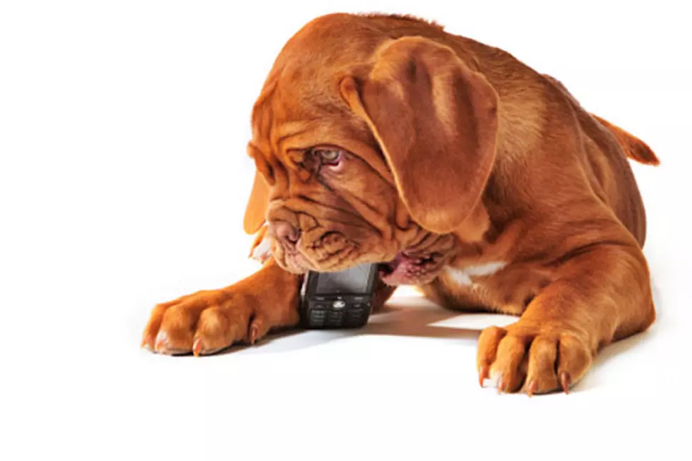 Study Reveals Pets Are Causing a Mind-Blowing $3 Billion in Damage to Our Electronic Devices