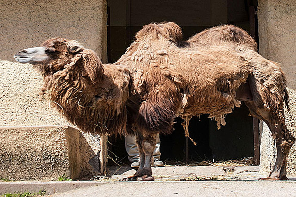 Camel Meat May Be the Next Great Culinary Craze