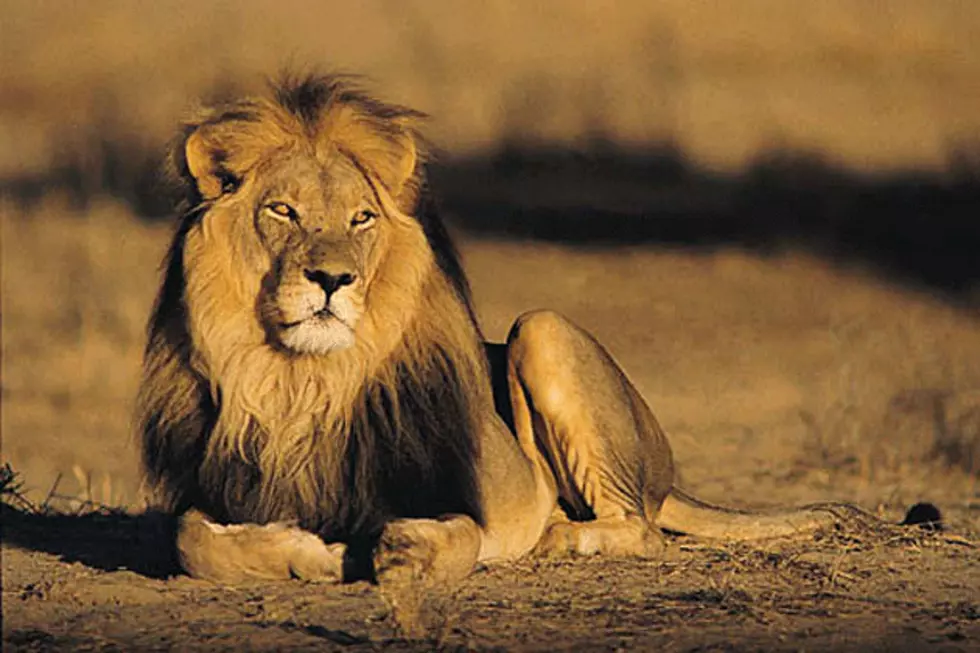 Chinese Zoo Infuriates Visitors By Passing Off a Dog As a Lion