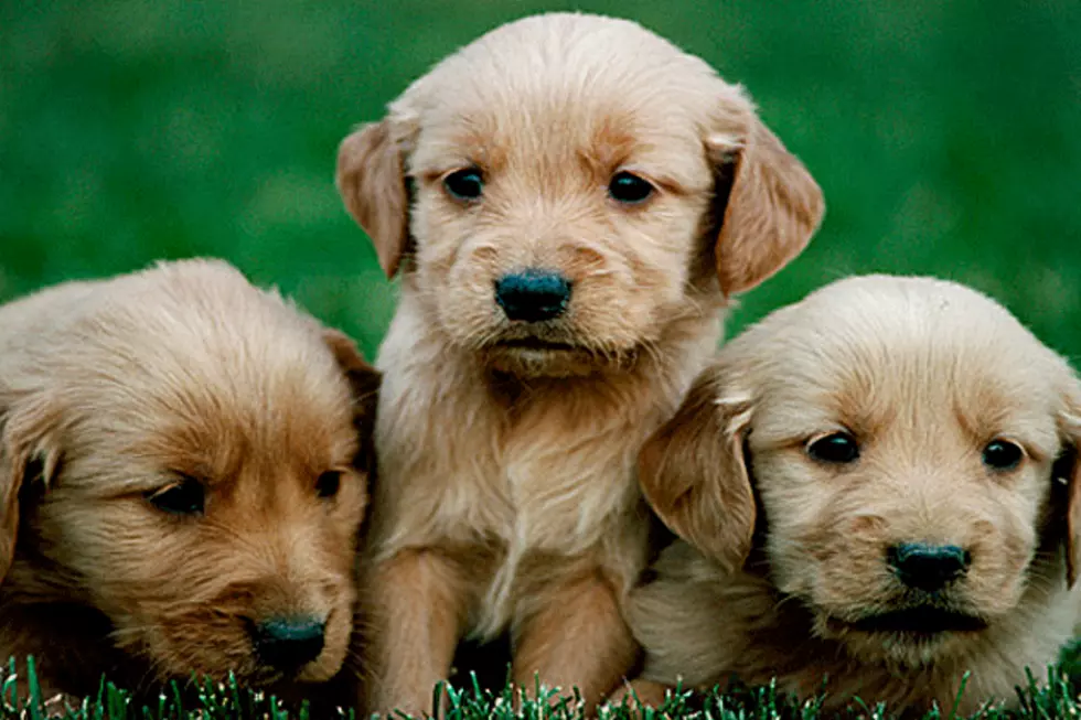 Man Steals Puppies by Shoving Them Down His Pants [VIDEO]