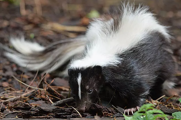 What Is The Best Way To Get Rid Of a Skunk?