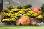 Botanical Gardens Celebrates Everything October