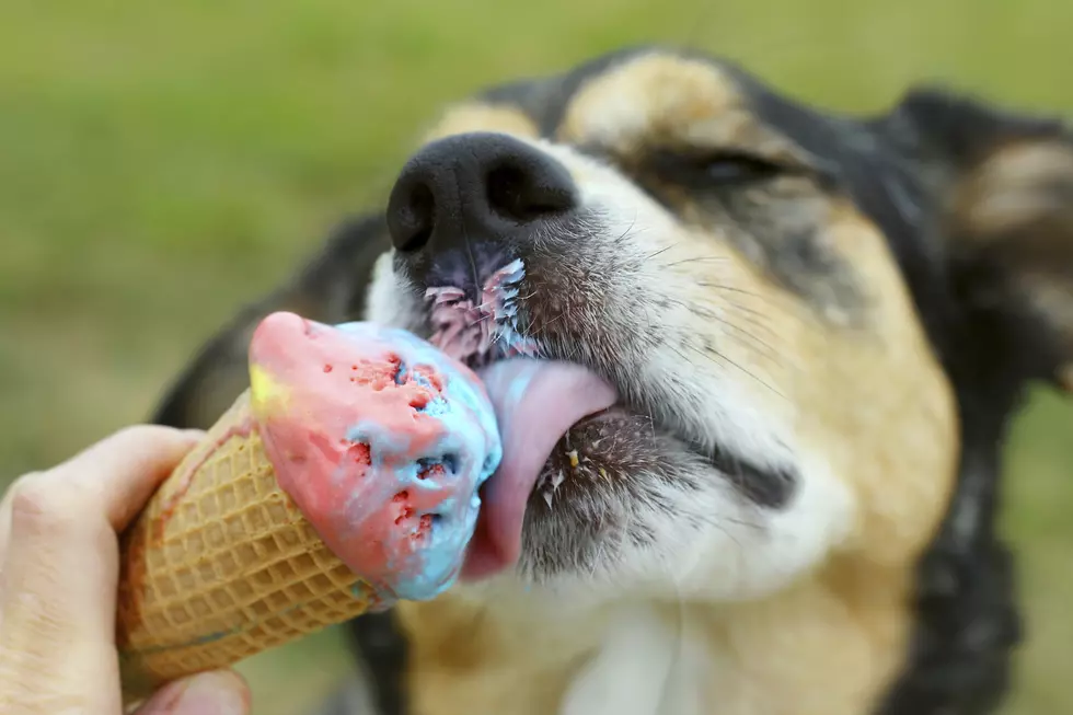 Watch These Animals Eating Ice Cream Like We’ll Be Eating Turkey Soon — Daily Distraction