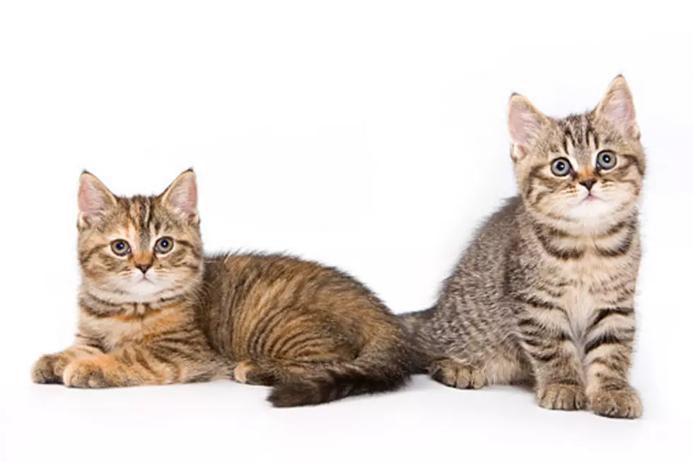 Chenango County SPCA Gets Donation For Cat Condos