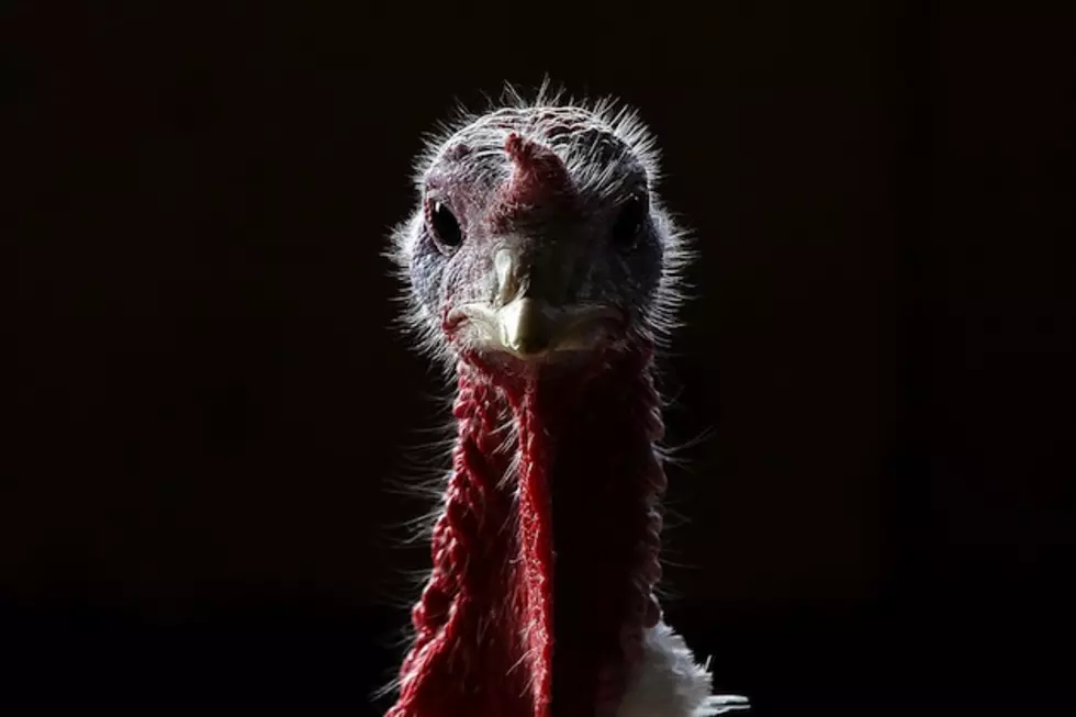 5 Fun Facts About Turkeys