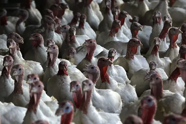 Iowa Ag Department Urging Biosecurity in Poultry Flocks