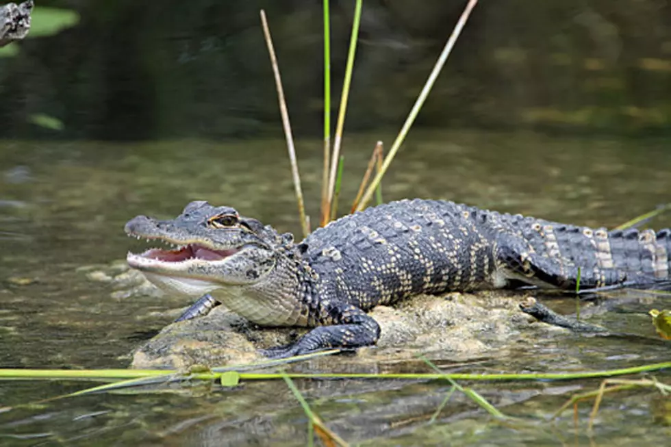 Alligator Bites Man