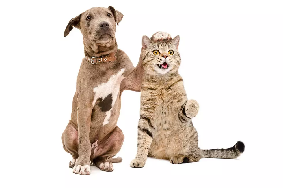 Meet the Larimer Humane Society’s Longest Resident