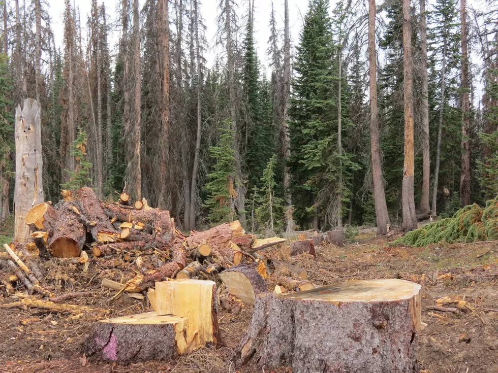 Logging Operations May Cause Delays on WY-130 [Photos]