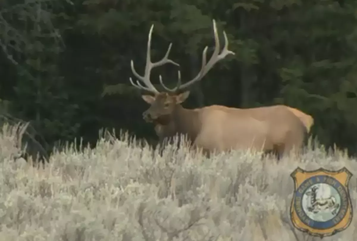 WY Game and Fish Hears Public Concerns Regarding CWD
