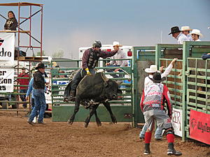 Laramie Man’s Bull to Be Inducted Into ProRodeo Hall of Fame
