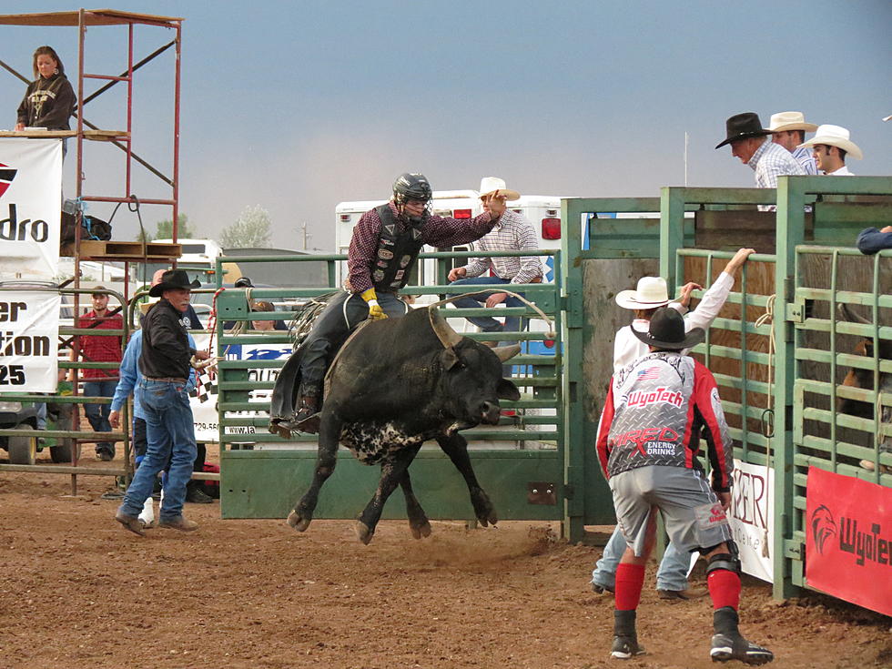 Laramie Man's Bull to Be Inducted Into ProRodeo Hall of Fame