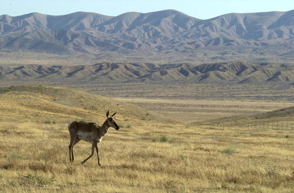 Harsh Disease &#038; Weather Prompt Pronghorn Protection Legislation