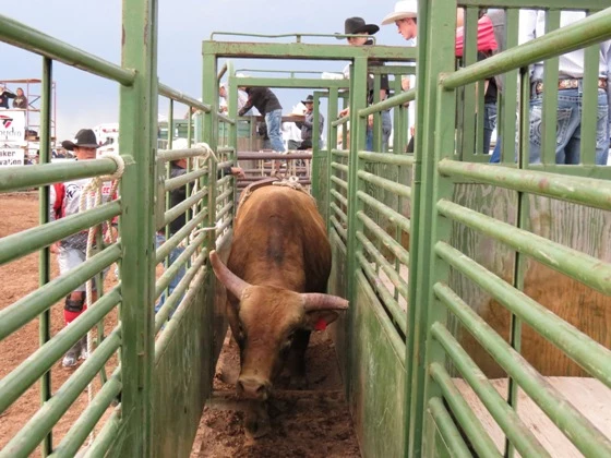 raising bulls for bull riding