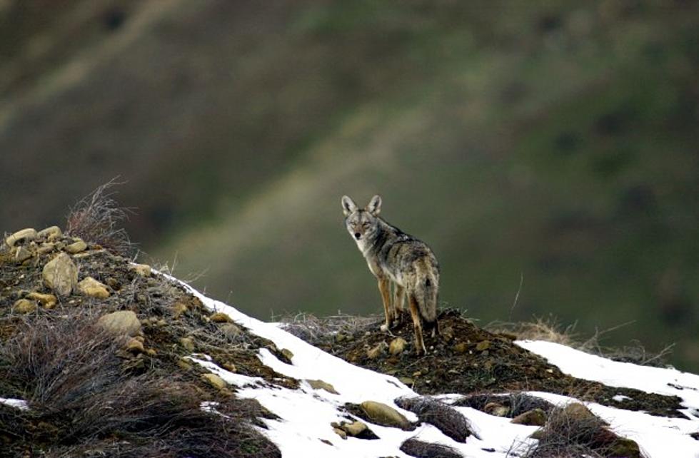 UW Researcher Studies Chemical Neutering as Means to Control Coyotes