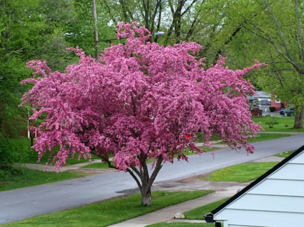 Arbor Day Celebration At Kiwanis Park