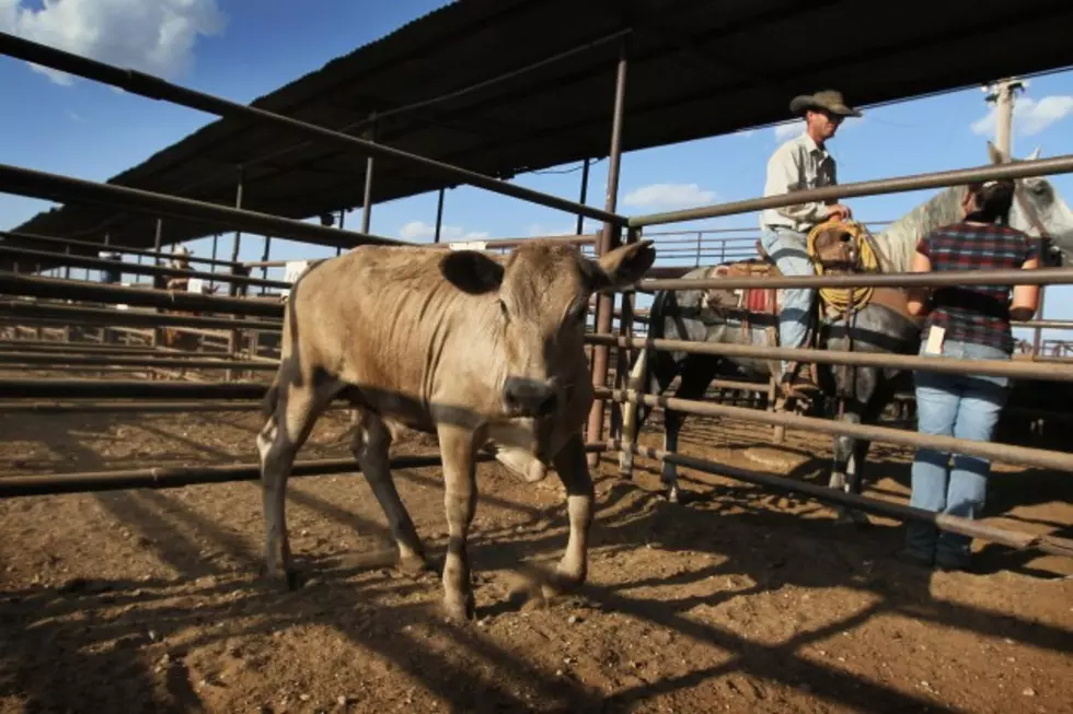 County Farm and Ranch Days