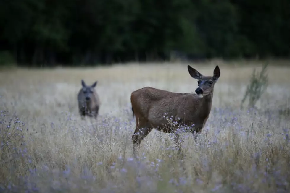 UW Biologists Featured In New York Times