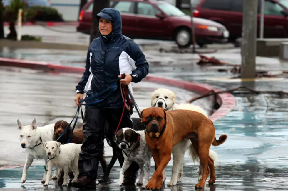 Aggressive Dogs? Ask The City