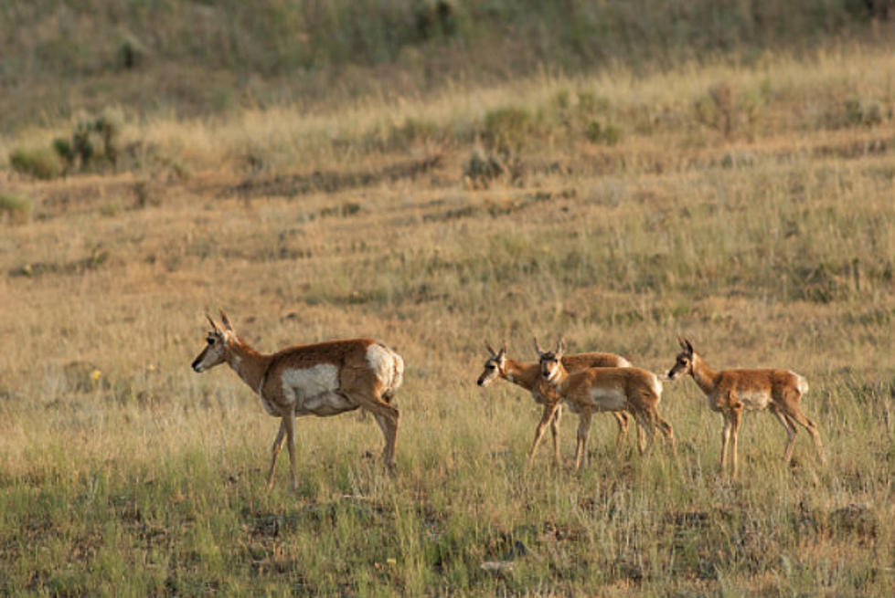 Pronghorn Fawns Get GPS Collars to Track Population