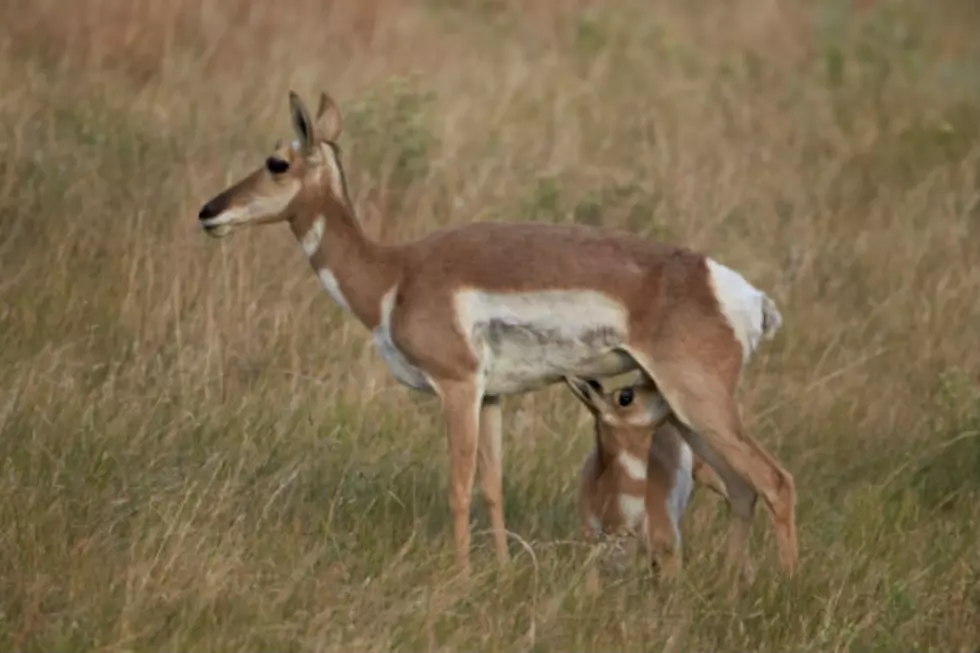 Poaching Near Otto Road Shooting Range