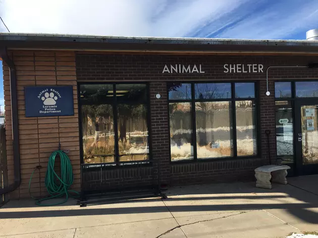Laramie Animal Shelter Offering Free Adoptions
