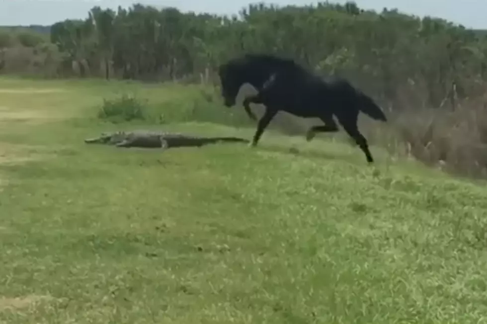 Horse ‘Steamboats’ Florida Alligator [VIDEO]