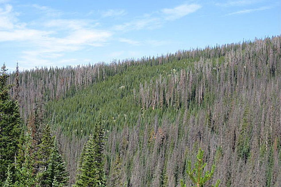 Stage 1 Fire Restrictions in Place for Medicine Bow National Forest