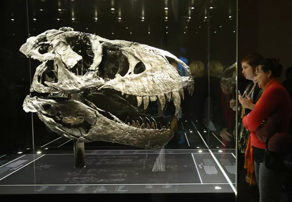 Where To Find Wyoming’s 3 and 1/2 Dinosaur Museums