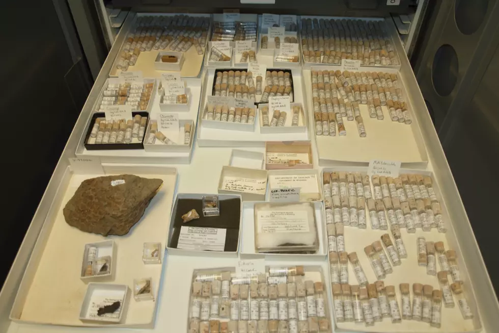 UW Geological Museum Receives Grant to Digitize Fossil Collection