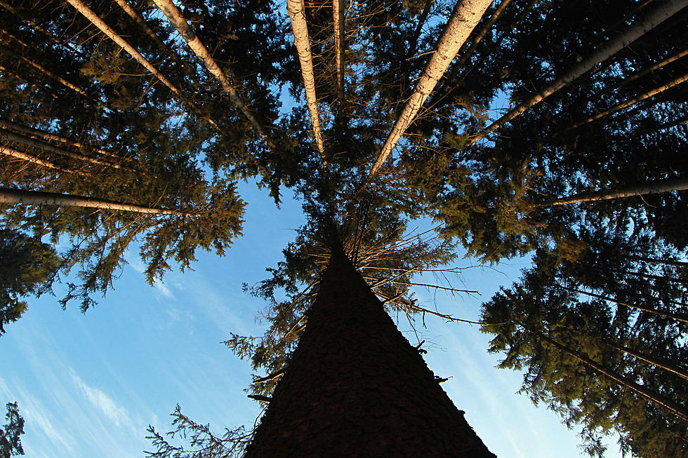 Laramie to Ease Restrictions on Parks