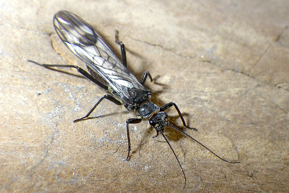 UW Researchers’ Discovery May Keep Rare Stonefly Off Endangered Species List
