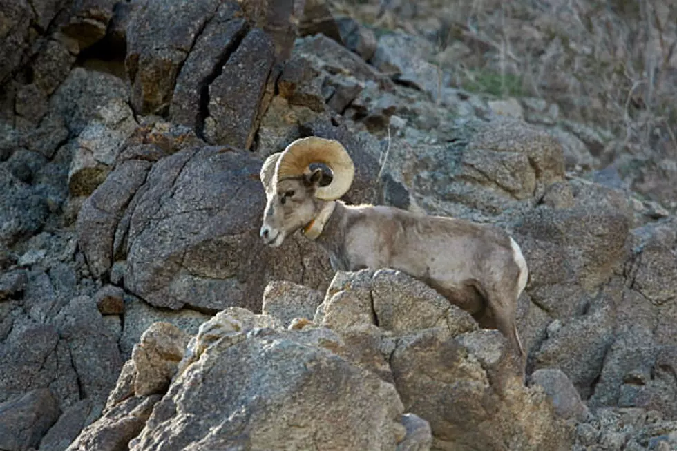 Bighorn Sheep Project in Encampment
