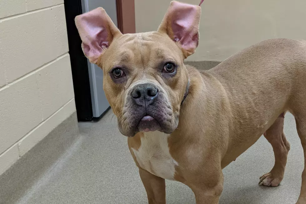 Pet of the Week: Beverly