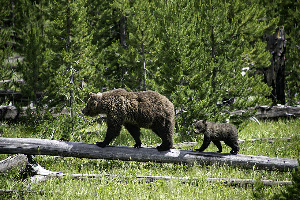 Grizzly Bear Recovery Focus of UW&#8217;s Second Harlow Seminar