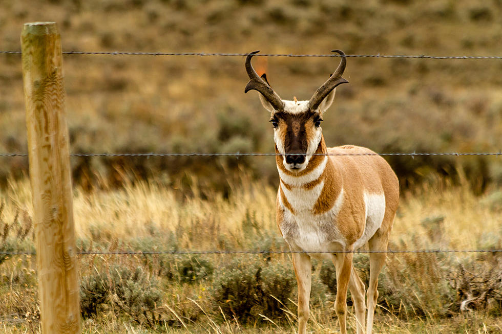 Watch for Pronghorn on the Road as Winter Sets In