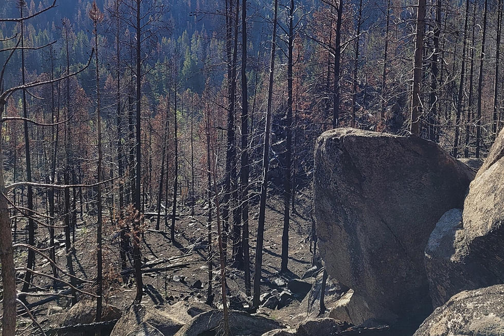 LOOK: Reflections on Seeing Wyoming&#8217;s Mullen Fire Burn Scar